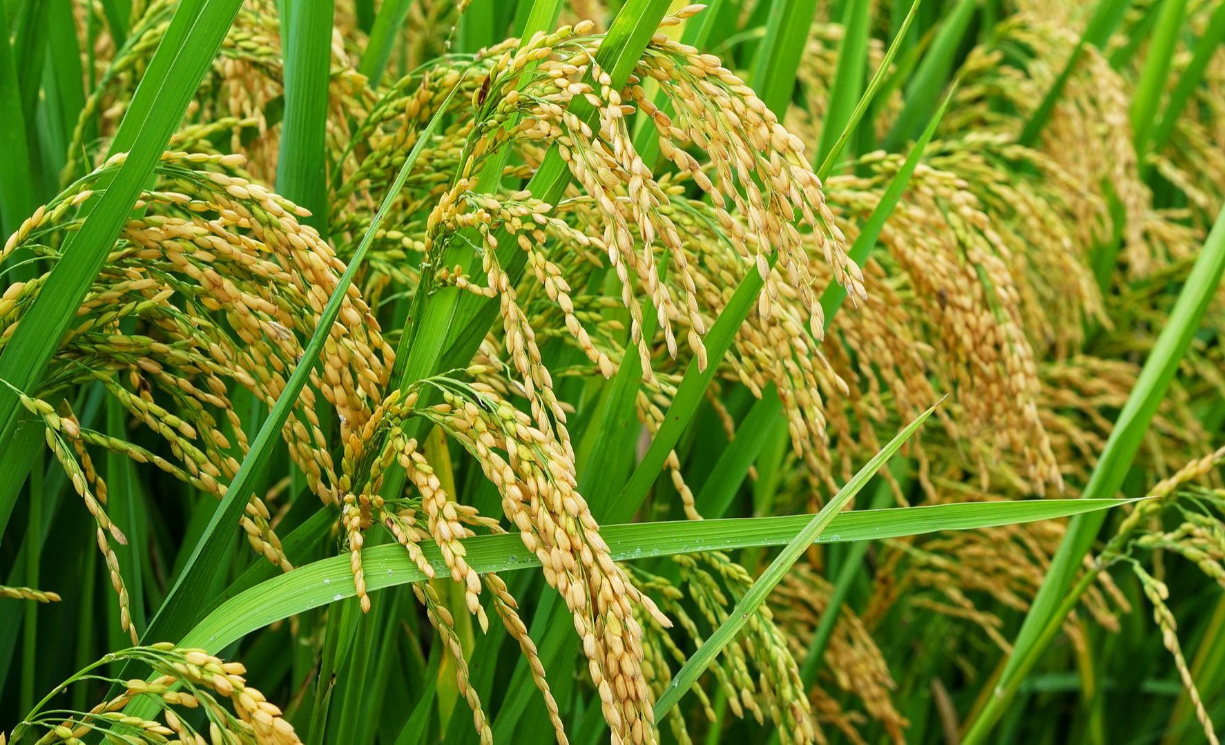 農(nóng)業(yè)農(nóng)村部關(guān)于印發(fā)《全國今年會jinnianhui官方網(wǎng)站行動(dòng)計(jì)劃(2024—2028年)》的通知