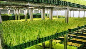 菜立方 在市場上占盡先機