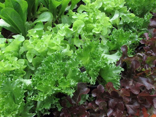 2021年最新型肥料增效劑產(chǎn)品管稼1號 傳統(tǒng)調(diào)節(jié)劑替代品