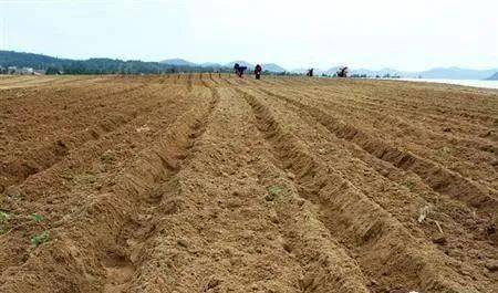 土壤告急 濫用肥料，讓大地“生病”，何談豐收？