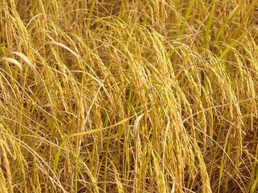 中央財政精準發力，土流網與肥料補貼協同助力農業現代化